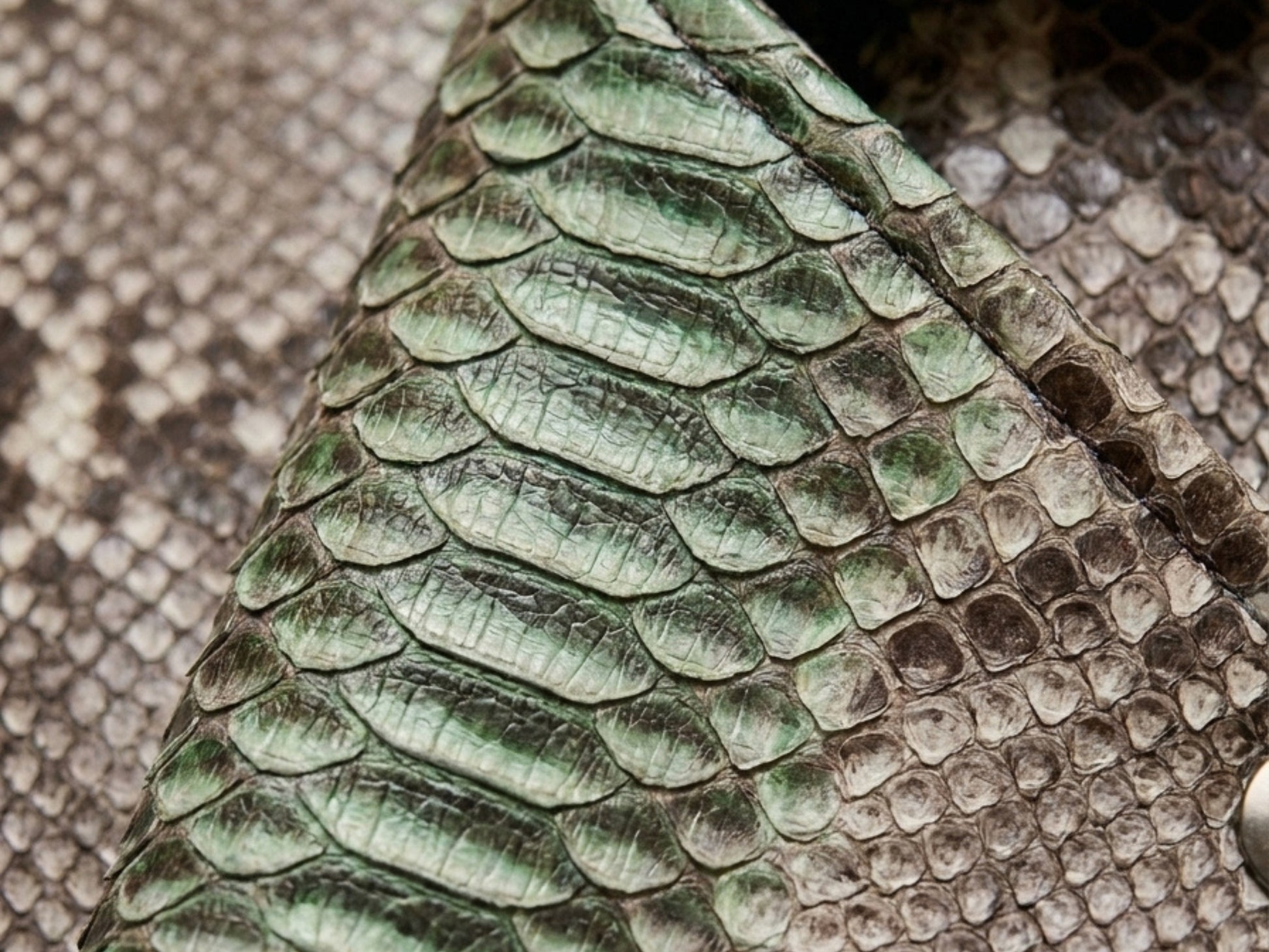 Genuine Python Snakeskin Leather Biker Jacket: Natural Gray with Green Gradation